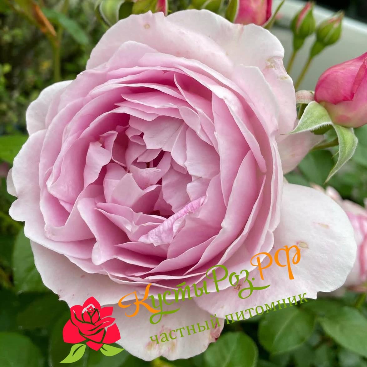 Фиора (Fiora) в Махачкале