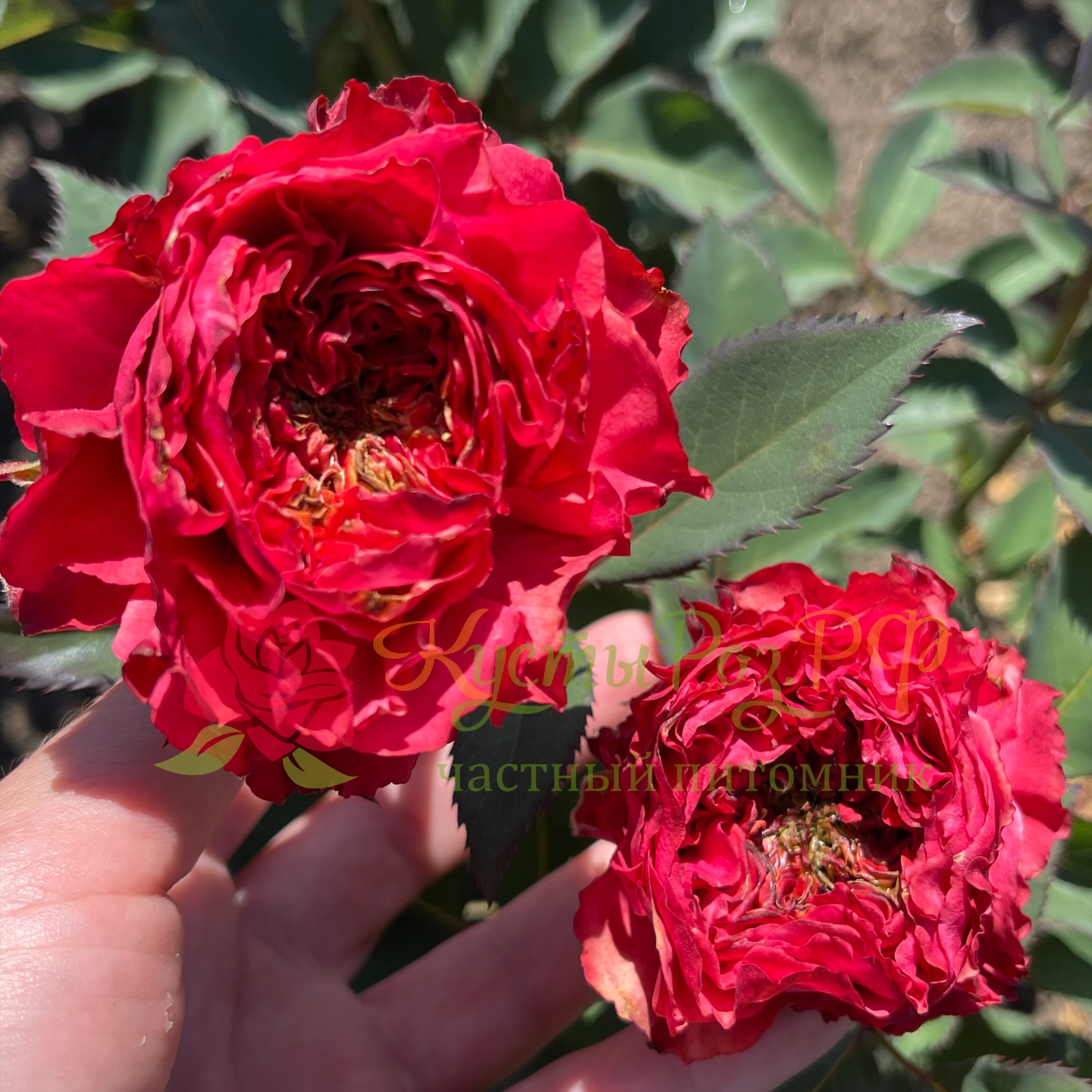 Кантри Гарден (Country Garden) в Махачкале