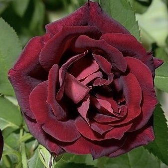 Бургунди Рамблер в Махачкале