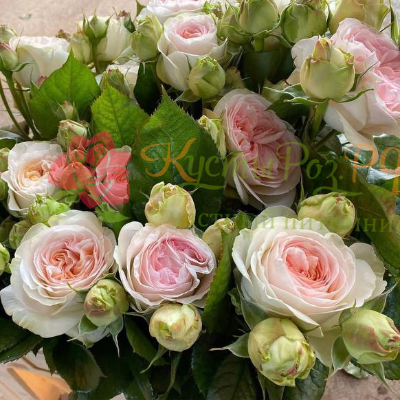 Лорена Саммерхаус (Lorena Summerhouse) в Махачкале