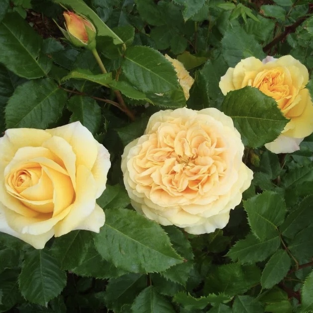 Мишель Фюген (Michel Fugain) в Махачкале