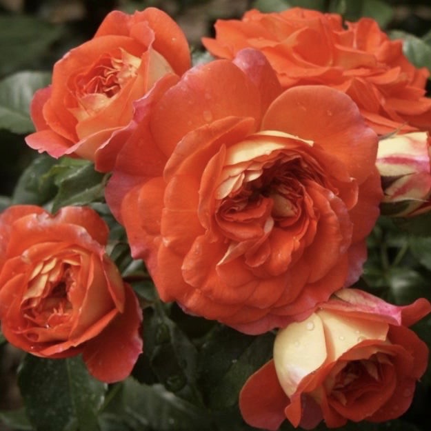 Братья Гримм в Махачкале