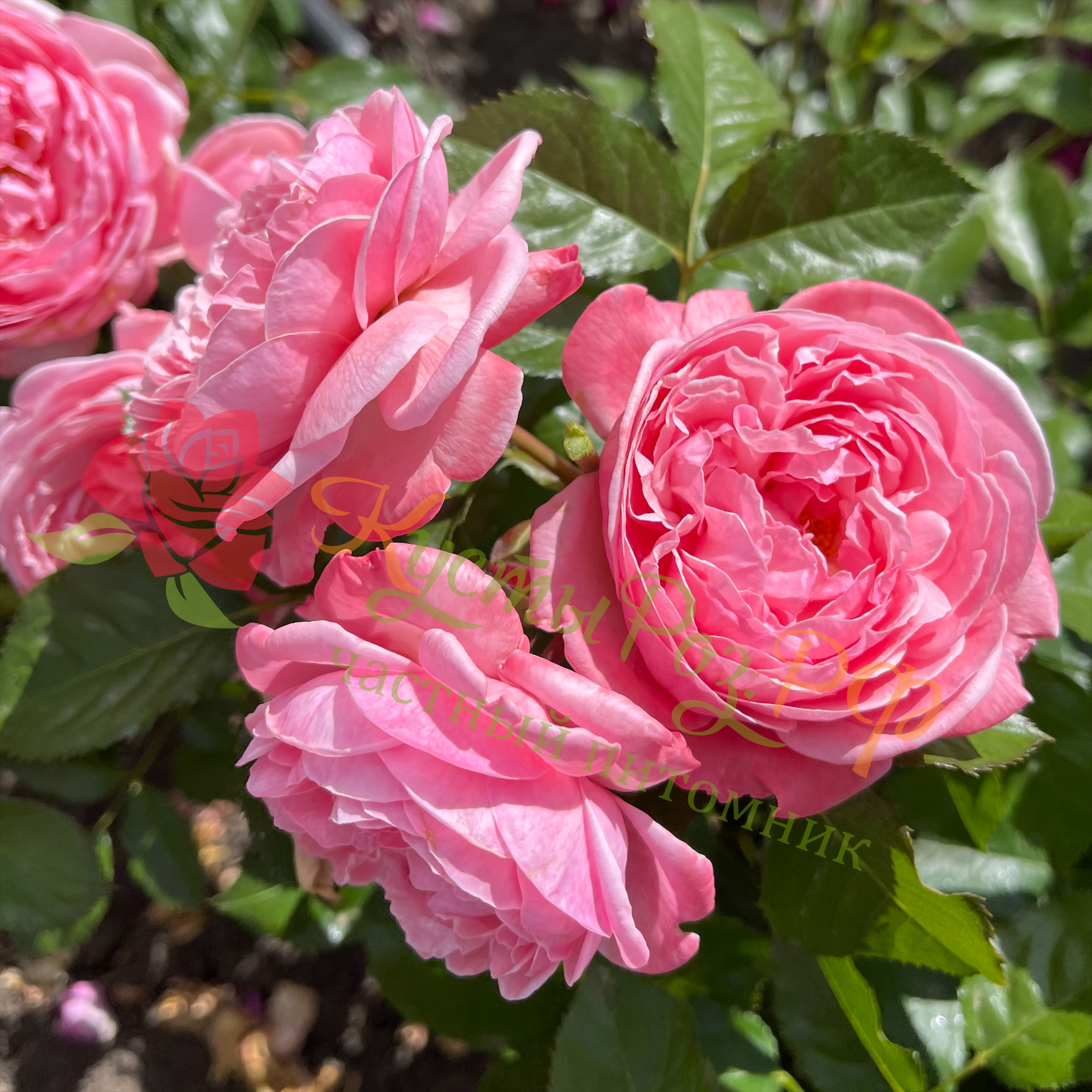 Кельнер Флора (Kolner Flora) в Махачкале