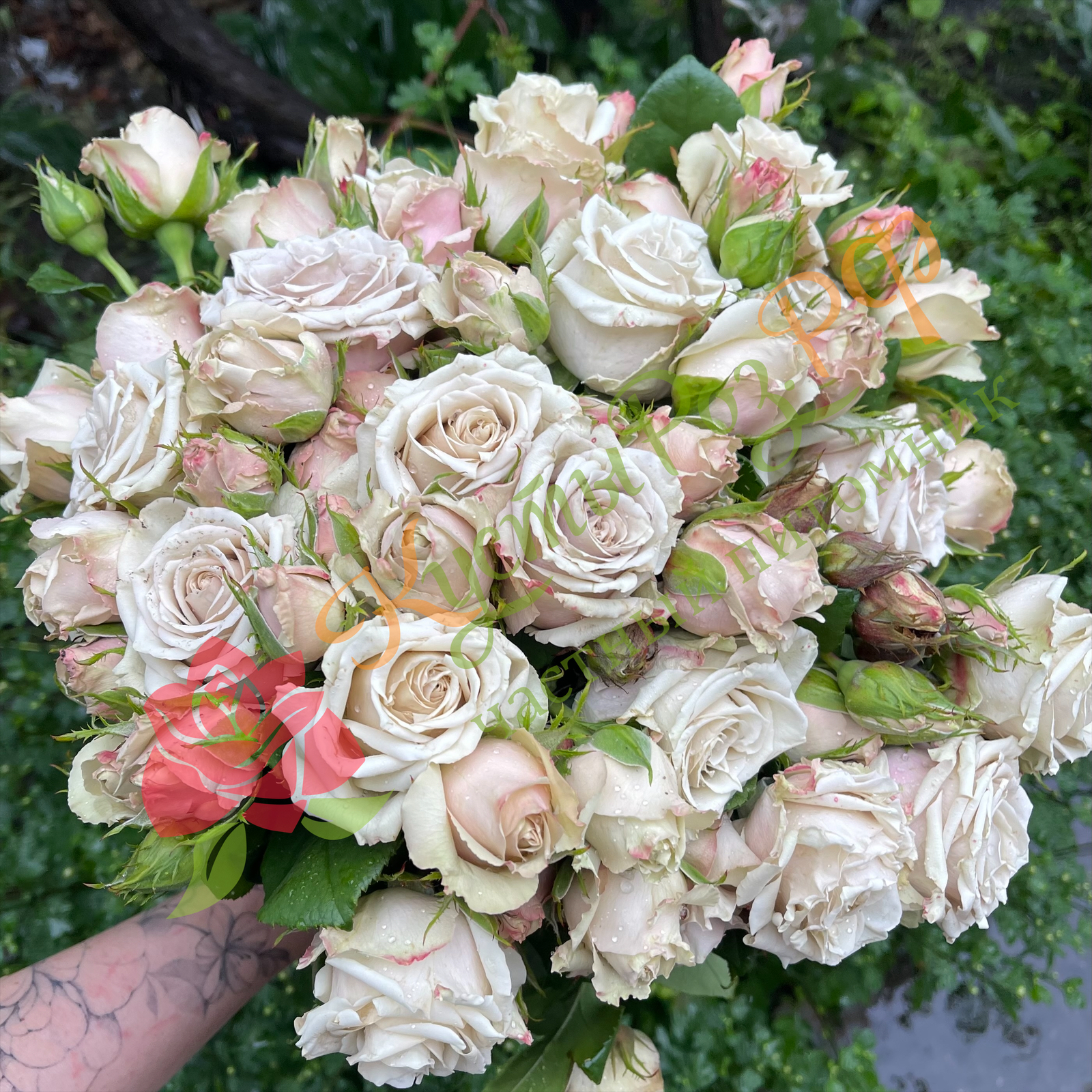 Вайлд Мосс (Wild Moss) в Махачкале