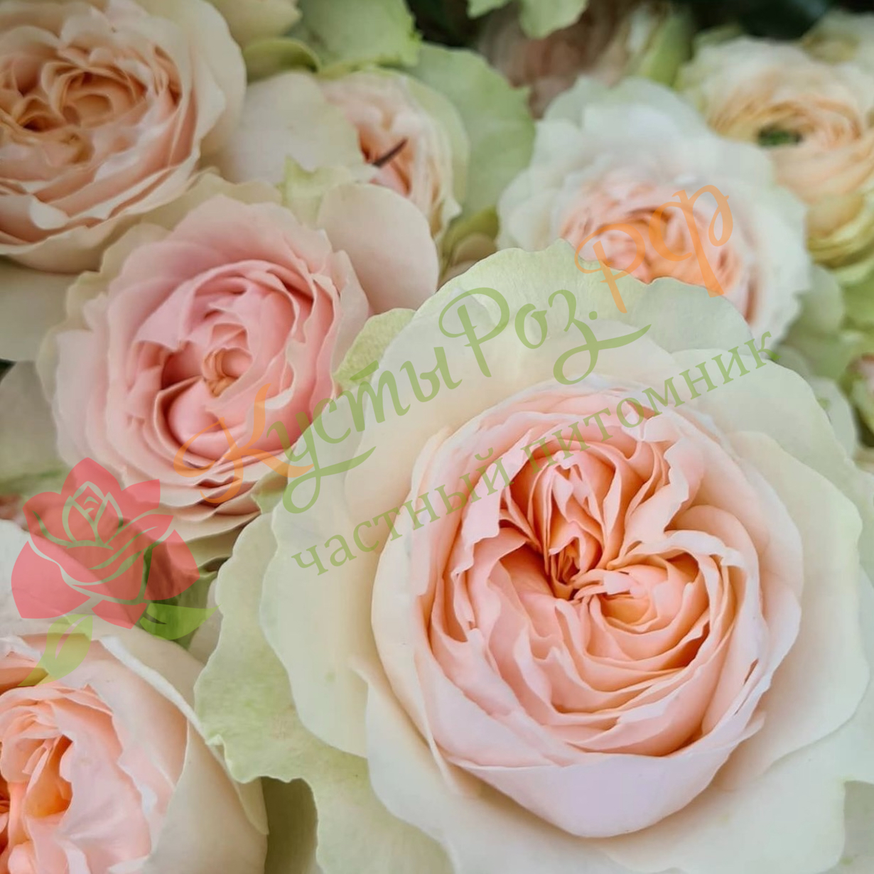 Викториан Брайд (Victorian Bride) в Махачкале