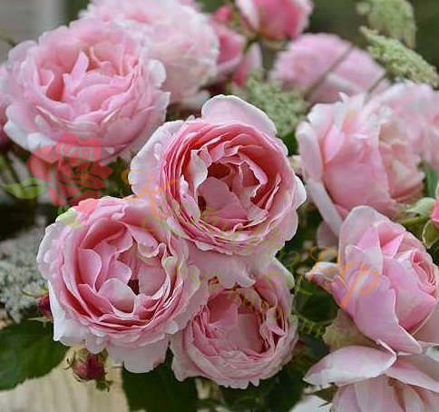 Бийе Ду (Billet Doux) в Махачкале