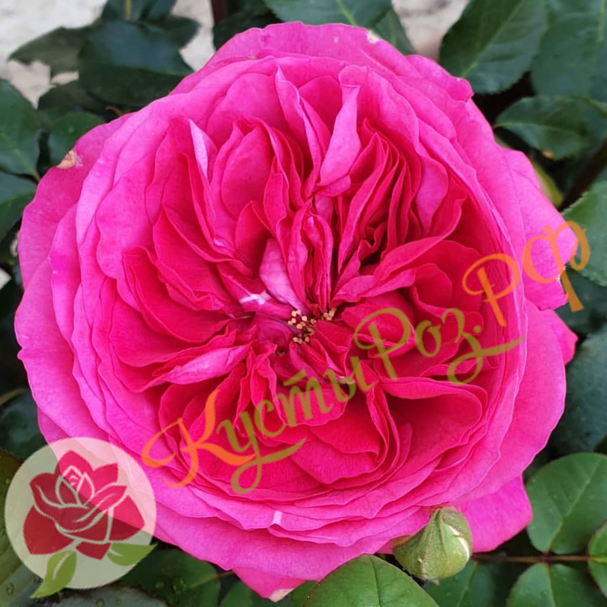 Капабилити (Capability) в Махачкале