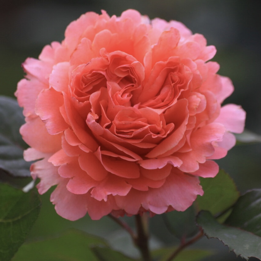 Этруска (Etrusca) в Махачкале