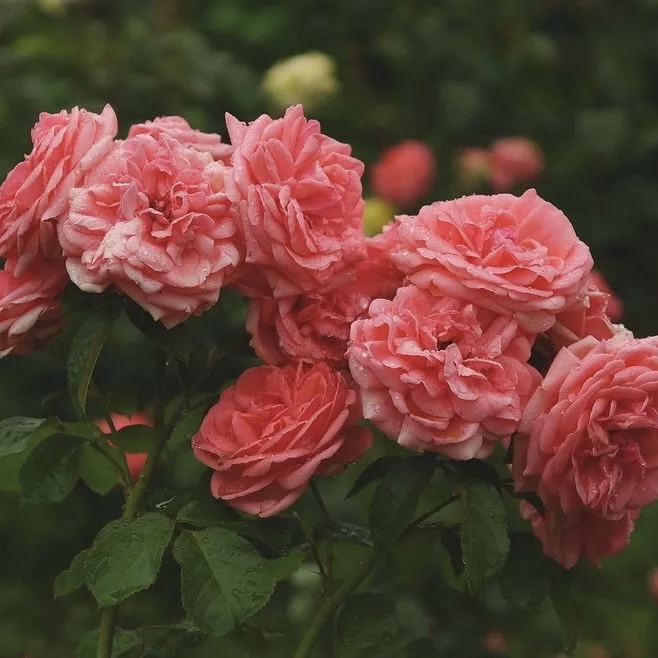 Кимоно в Махачкале