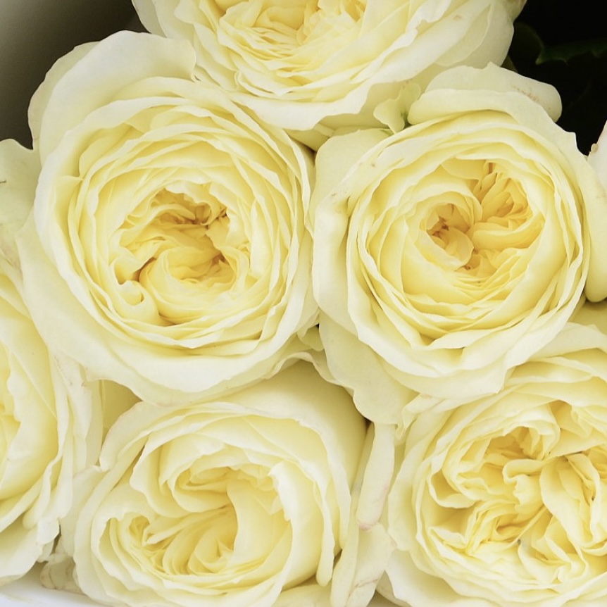 Вайт Вувузела в Махачкале