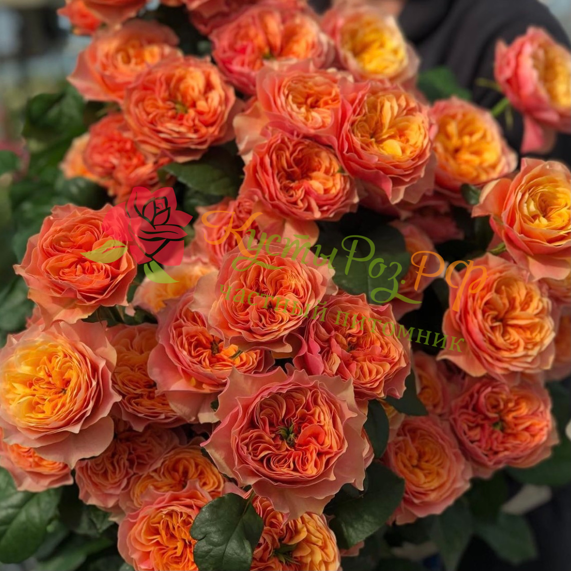 Кенсингтон Гарден (Kensington Gardens) в Махачкале