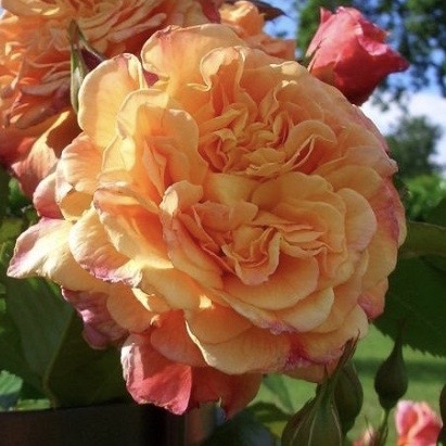 Алоха в Махачкале