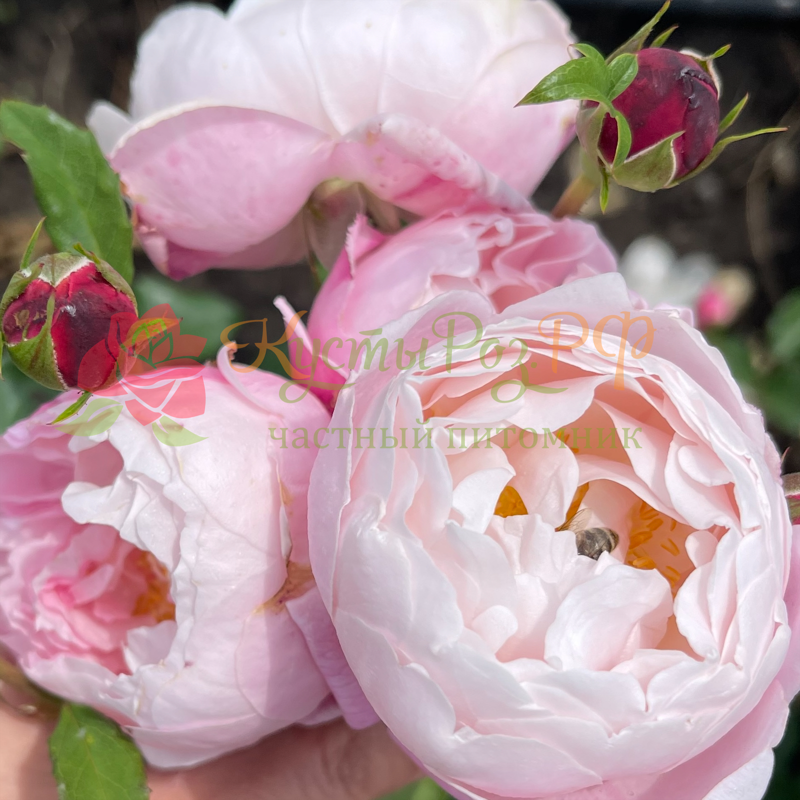 Плюм (Plume) в Махачкале