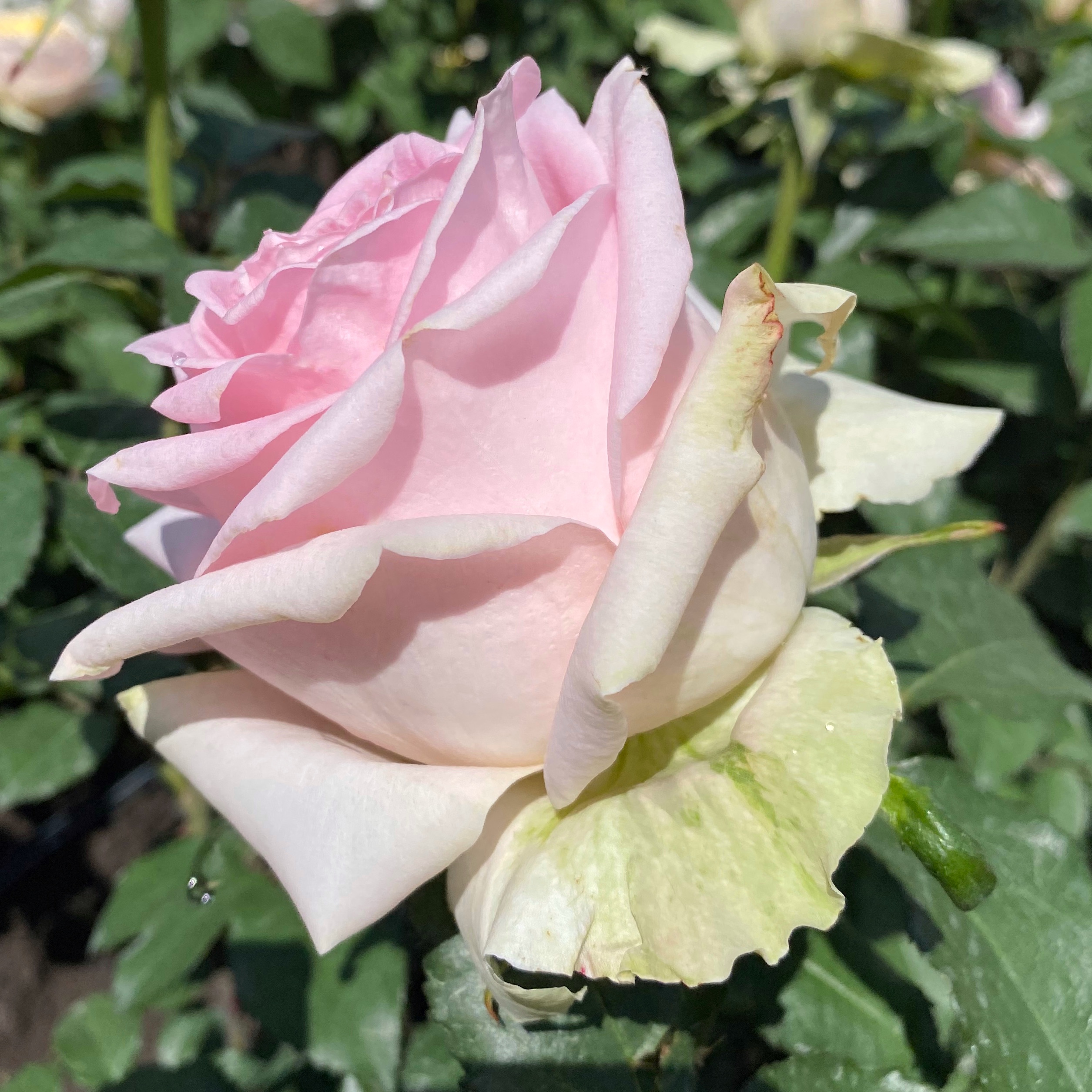 Вивальди (Vivaldi) в Махачкале