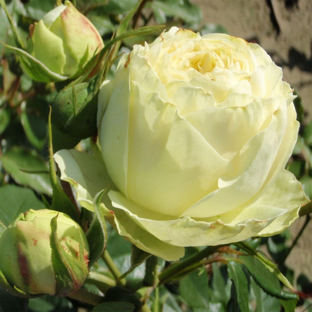 Лемон Рококо в Махачкале