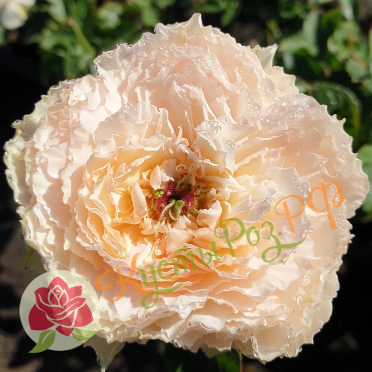 Тсумуги Фули (Tsumugi Fuli) в Махачкале