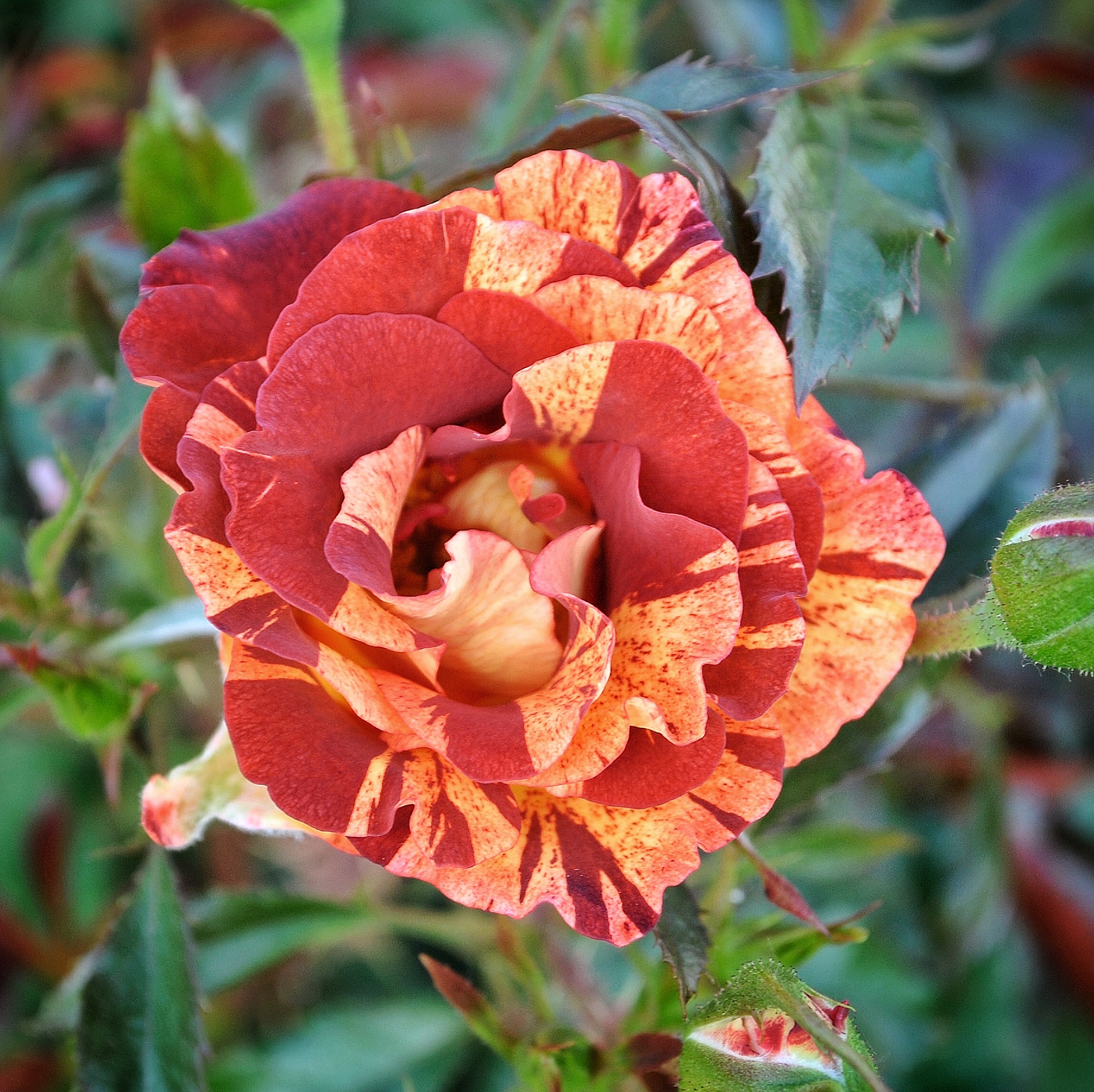 Самма Лодж (Summer Lodge) в Махачкале