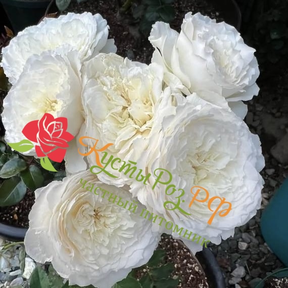 Шизуку (Shizuku) в Махачкале