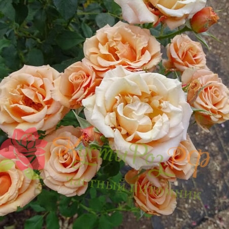 Сингин ин Зе Рэин ( Singin’ in the Rain) в Махачкале