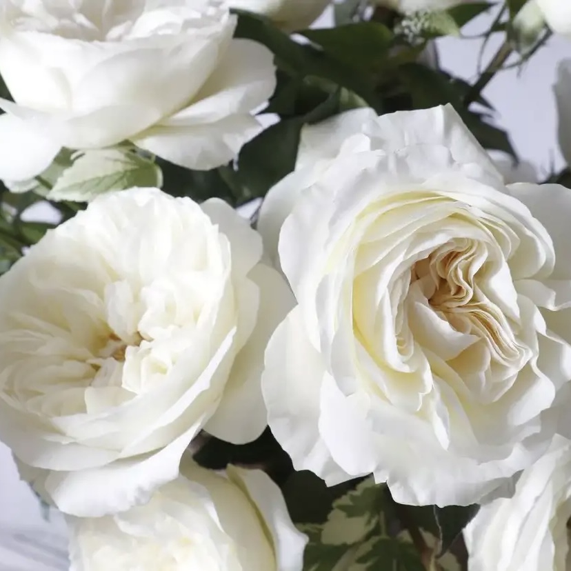 Элла в Махачкале