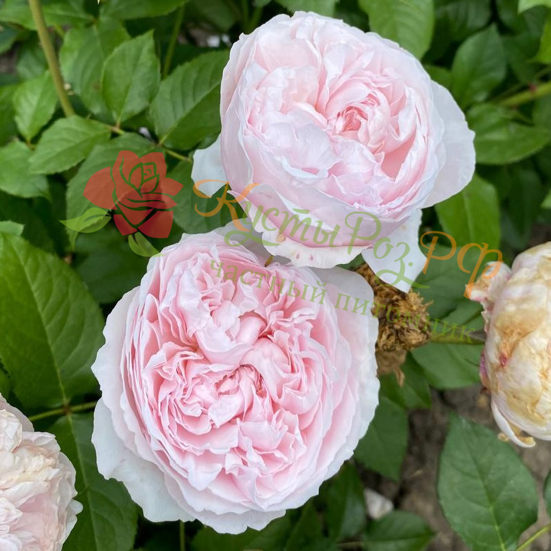 Розалинд (Rosalind) в Махачкале