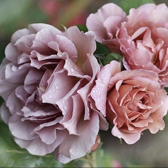 Лавендер Пиноккио в Махачкале