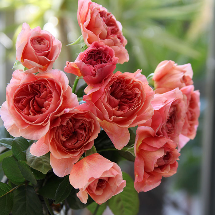 Каоликазали в Махачкале