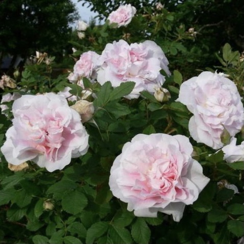 Мартин Фробишер в Махачкале