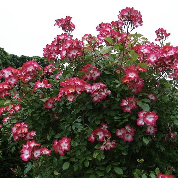 Букаву в Махачкале