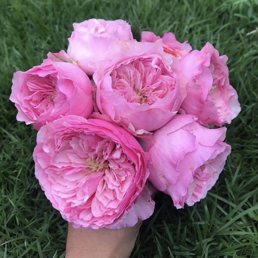 Кэри в Махачкале