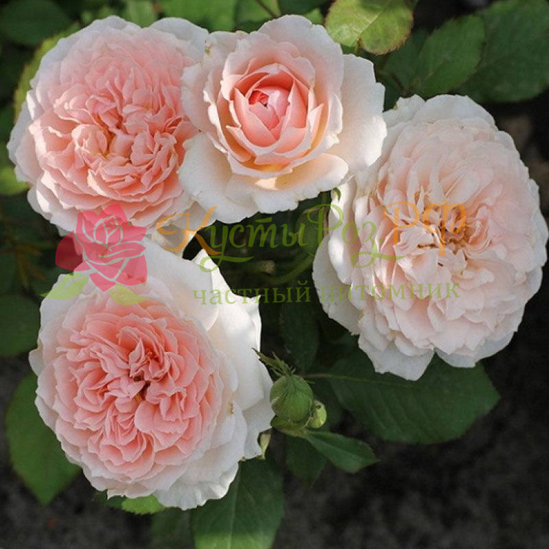 Клара Чойс (Clara's Choice) в Махачкале