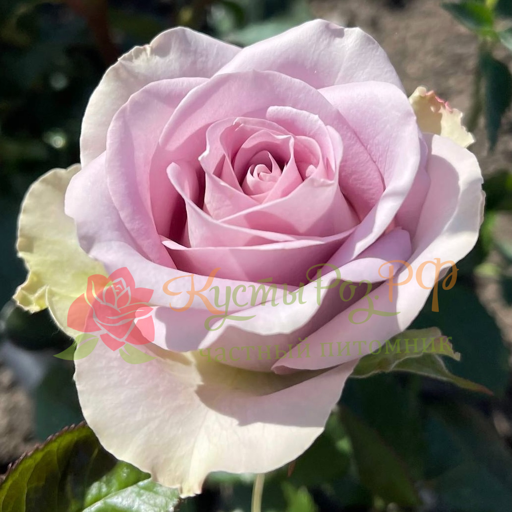 Мемори Лейн (Memory Lane) в Махачкале