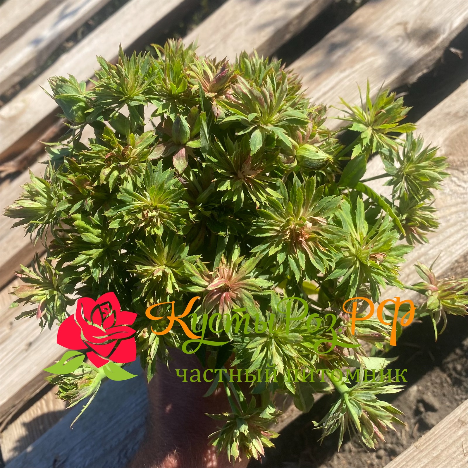 Виридифлора (Viridiflora) в Махачкале