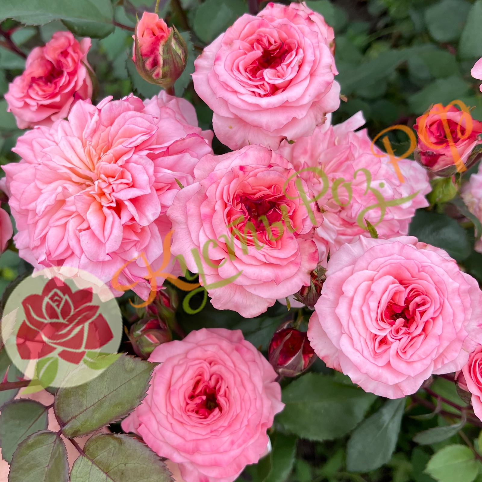 Белла Линда Круэлла (Bellalinda Cruella) в Махачкале