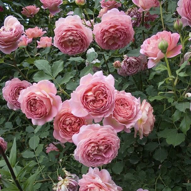 Джубили Селебрейшен  в Махачкале