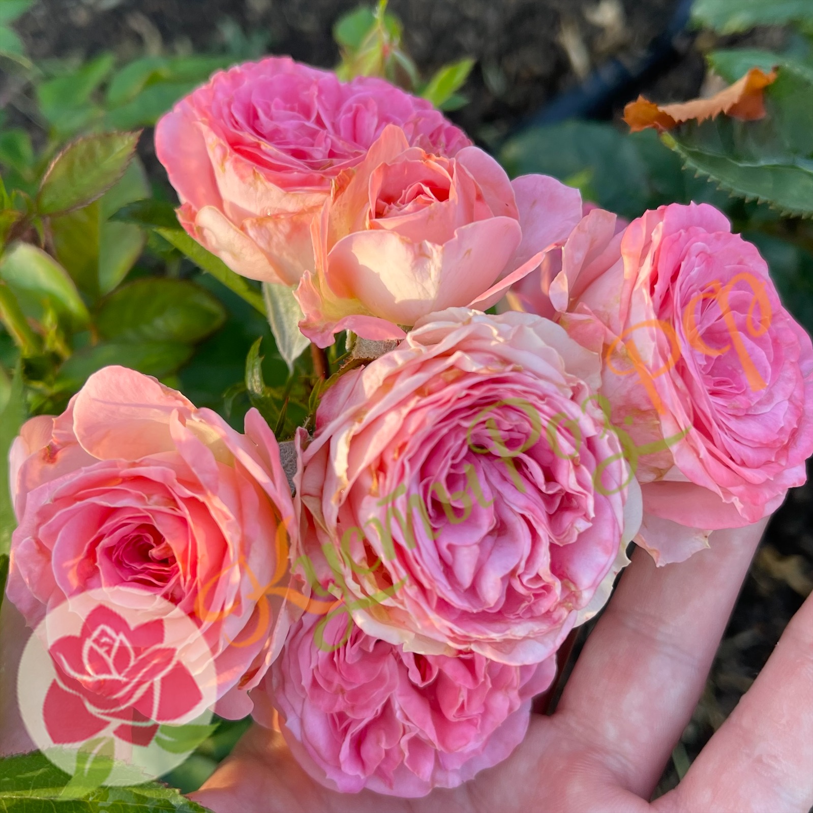 Мюриэль Лейс (Muriel Lace) в Махачкале