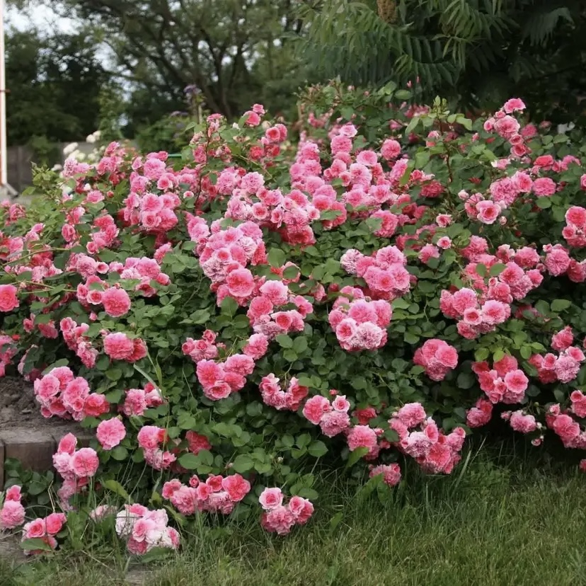 Лес Кватрэ Сизонс (Les Quatre Saisons) в Махачкале