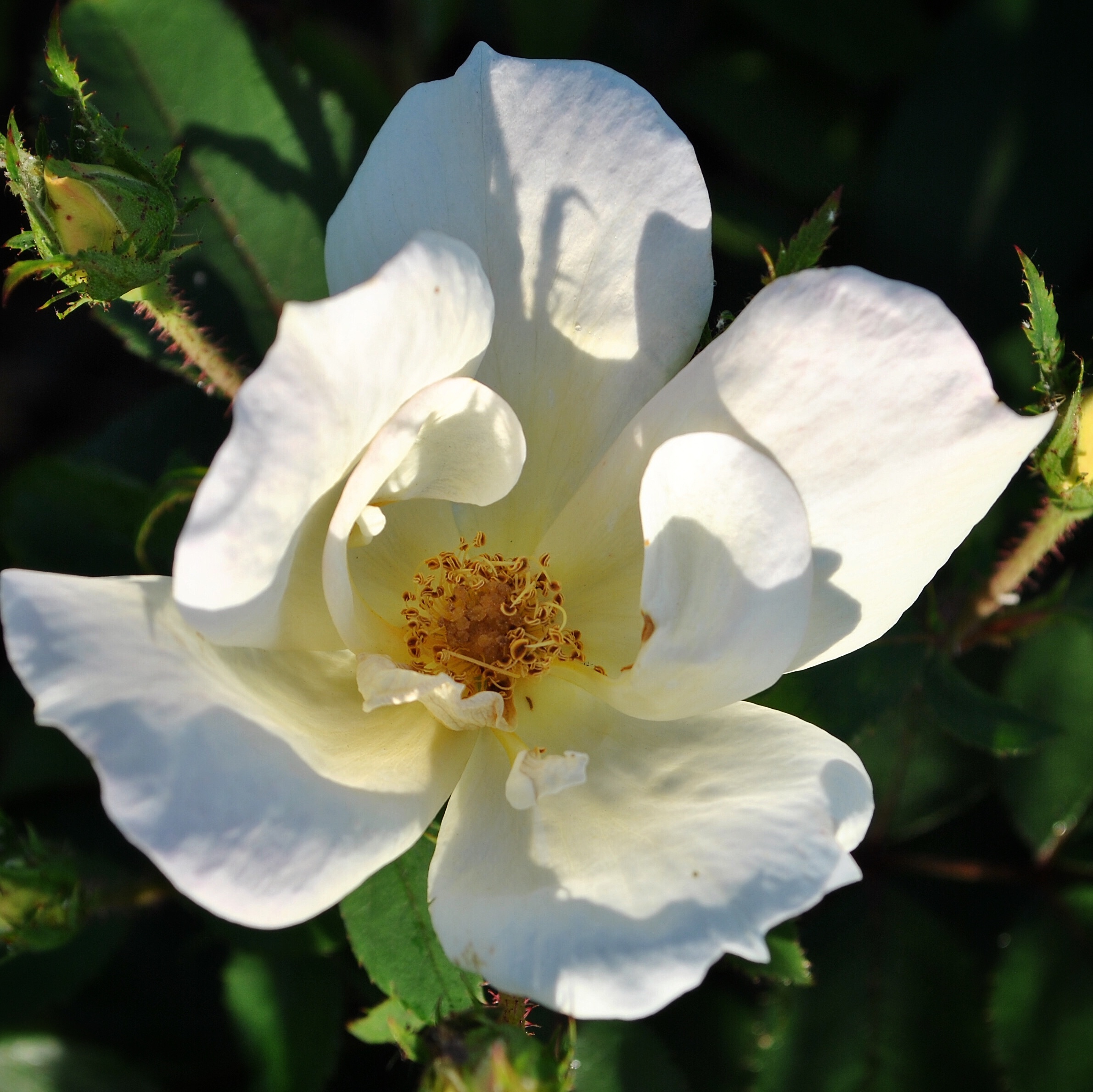 Вайт Нок Аут в Махачкале