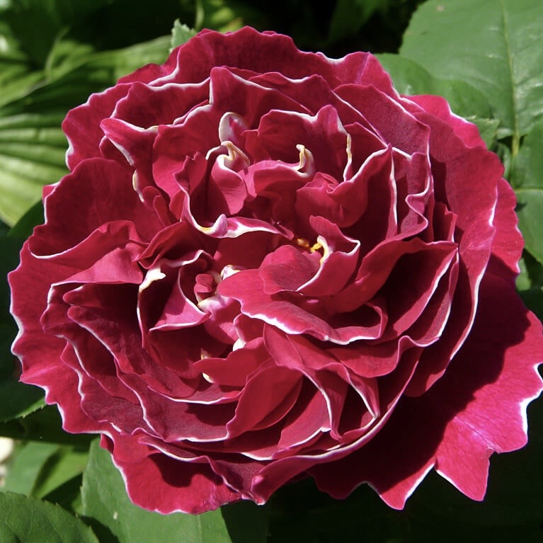 Барон Жиро де лен (Baron Girod de L’Ain) в Махачкале