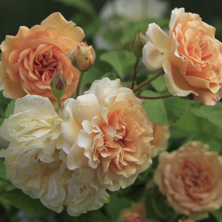 Бафф Бьюти в Махачкале