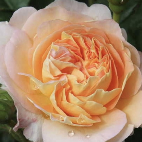 Амели Нотомб (Amelie Nothomb) в Махачкале