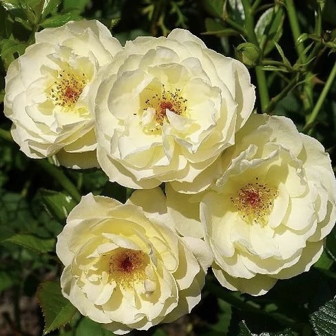 Зоннершим в Махачкале