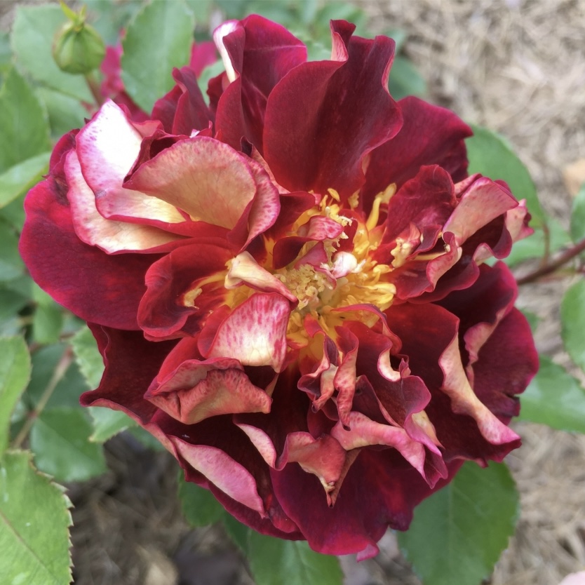 Луи Франсья в Махачкале