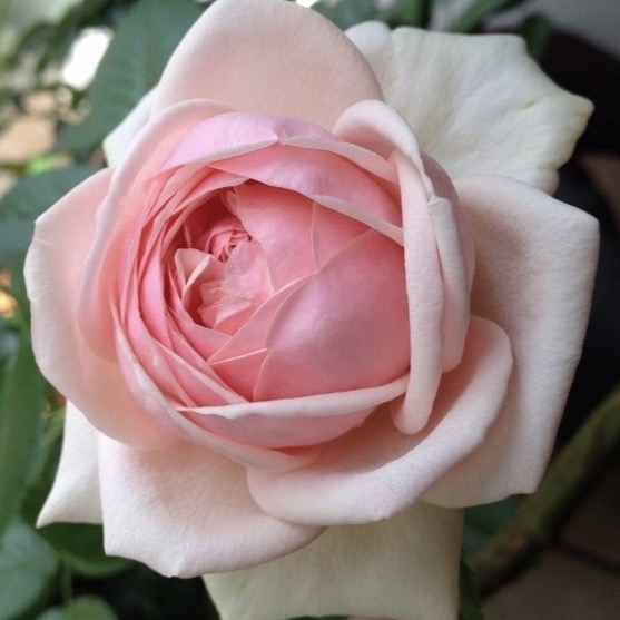 Афродита (Aphrodite) в Махачкале