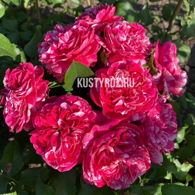 Инес Састр (Ines Sastre) в Махачкале