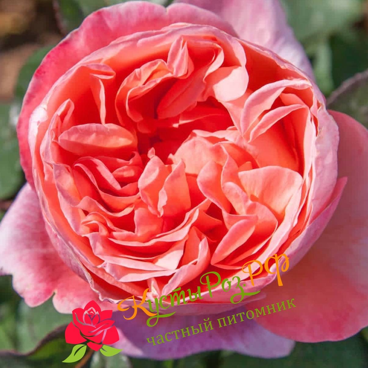 Мадмуазель Мейян (Mademoiselle Meilland) в Махачкале