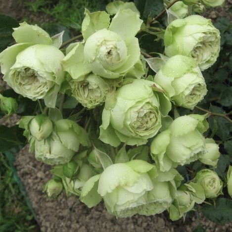 Лавли грин (Lovely Green) в Махачкале