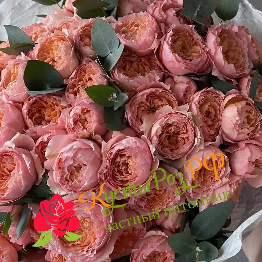 Джульетта спрей (Juliette Spray) в Махачкале