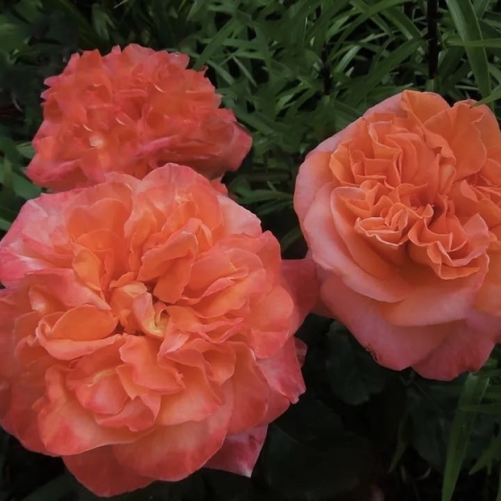 Рене Госсини (Rene Goscinny) в Махачкале