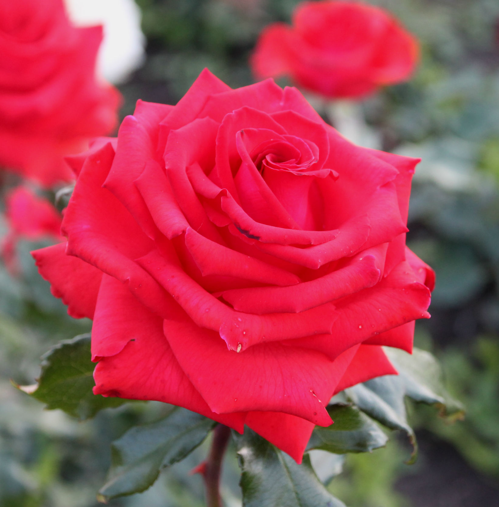 Бургунд (Burgund) в Махачкале